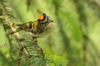 Kralicek ohnivy - Regulus ignicapilla - Firecrest 5249